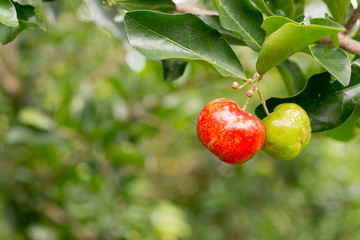 Organic Brazilian Acerola Fruit small cherry.
