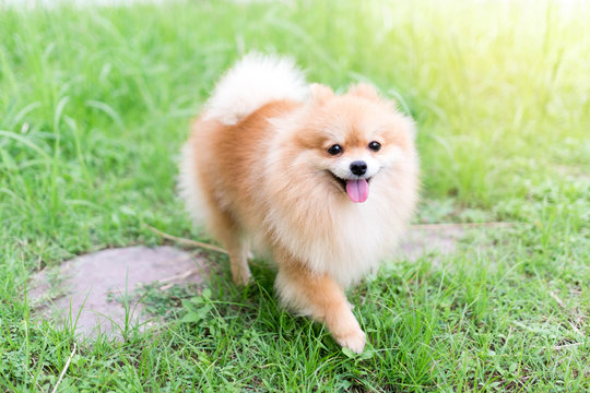 Pomeranian dog running around the lawn, happy, cheerful, vintage