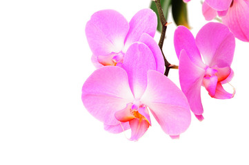 Naklejka na ściany i meble Purple Orchid on a white background