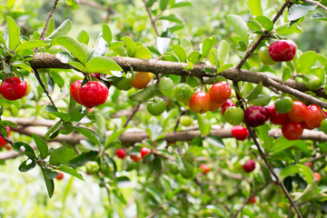 Obraz premium Organic Brazilian Acerola Fruit small cherry. 