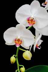 Fototapeta premium White Orchid on a black background
