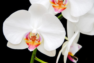 White Orchid on a black background
