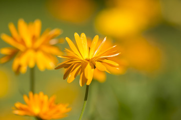 Calendula officinalis (pot marigold, ruddles, common marigold, garden marigold, English marigold, Scottish marigold)