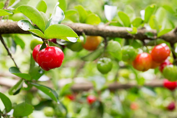 Obraz premium Organic Brazilian Acerola Fruit small cherry. 