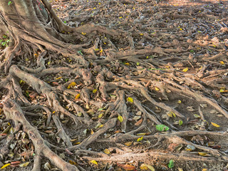 The roots of the banyan tree.in Thailand. HDR processing effect.
