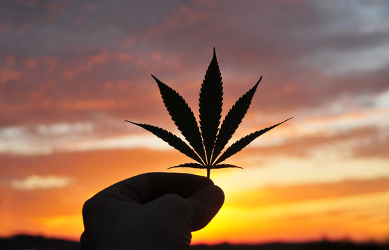 Silhouette of hand, holding cannabis leaf at sunrise