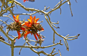 Coral tree flowers
