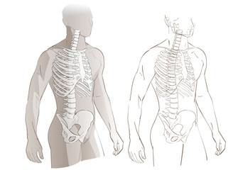 Human body and skeleton