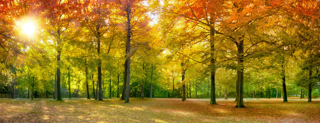 Obrazy na Szkle  Kolorowy jesienny las w słońcu