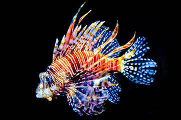 Colorful fish on black background © RomanovArt