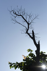 Silhouette of trees and twigs.