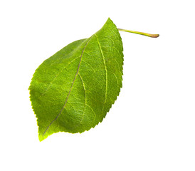 Fototapeta na wymiar Green leaf of apple tree isolated on white.