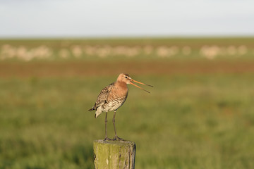 Grutto