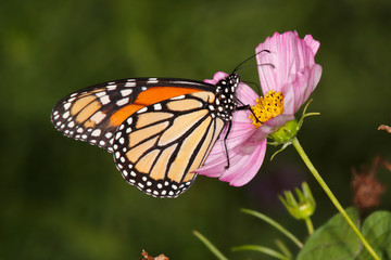 Fototapeta na wymiar Monarch Butterfly On Flower