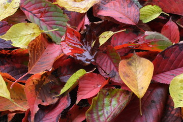 落ち葉の背景素材