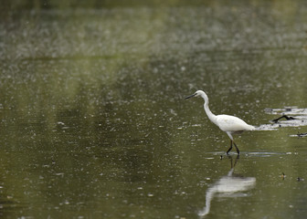 Garzetta cammina nell'acqua