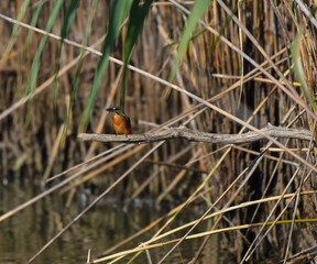 Martin pescatore sul ramo