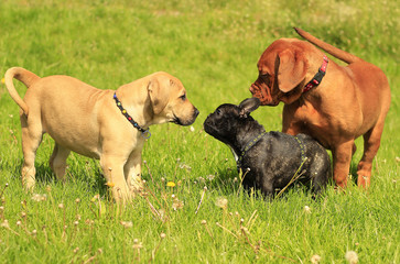 Boerboel puppy - Dogue de Bordeaux puppy - French bulldog puppy