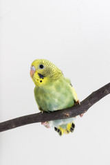 Little Cute Budgerigar, Budgie, Bird