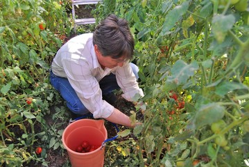 Fototapeta premium man collects tomatoes in a greenhouse