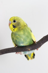 Little Cute Budgerigar, Budgie, Bird