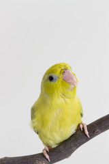 Pastel Green Forpus Bird Chick