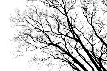 tree branches