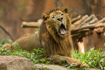 Naklejka na ściany i meble The male lion yawning