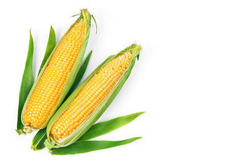 Corn corncob with green leaves ripe vegetables