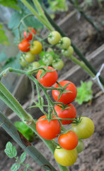 Tomates cerises