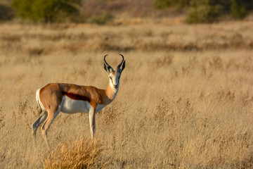 Springbok (Antidorcas marsupialis). Central Kalahari Game Reserve. Botswana