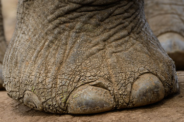 Fototapeta premium African Bush Elephant (Loxodonta africana). Detail of foot and toe nails. Mashatu Game Reserve. Northern Tuli Game Reserve. Botswana