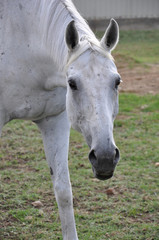 gray horse in a field