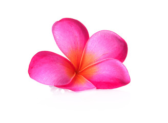 Red plumeria beautiful on White background