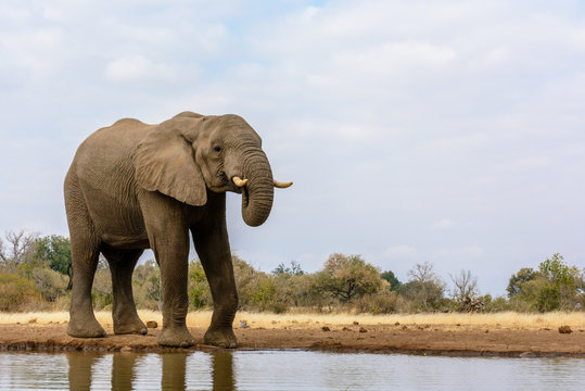 African Bush Elephant (Loxodonta africana) drinking. Mashatu Game Reserve. Northern Tuli Game Reserve.  Botswana