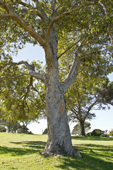 Obraz premium old tree standing in bright sunshine in a park