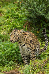 Fototapeta na wymiar Leopard looking something
