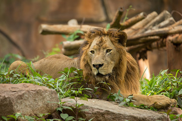 The male lion lying and relaxing