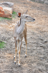 Female Greater Kudu