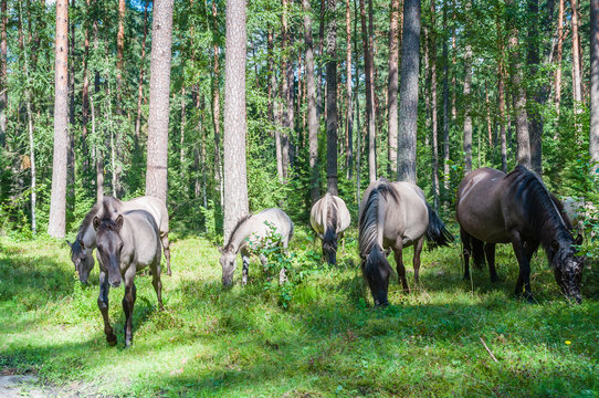 Folen Bilder Durchsuchen 51 Archivfotos, und Videos