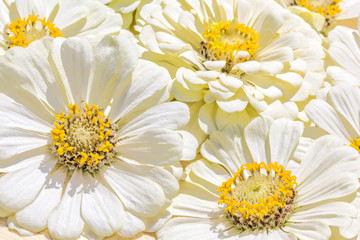 Fototapeta premium Background from inflorescences of white zinnias, macro