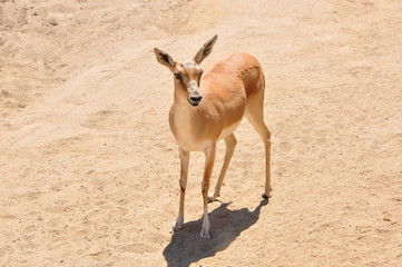 Kenya Impala