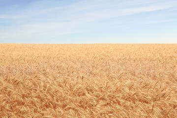 Fototapeta premium Field