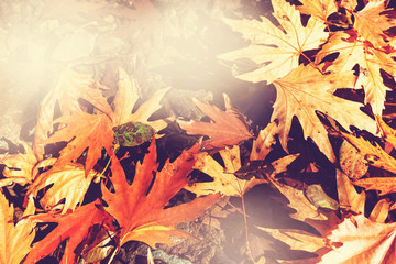 Autumn leaves