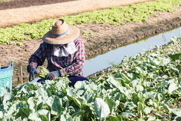 Naklejka premium Vegetable farm