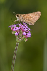 Long Dash, Skipper