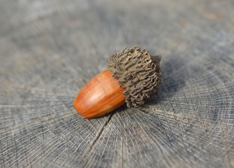 Brown acorn on wooden background