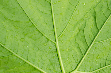 Pattern of green leaf