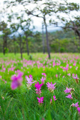 Natural Siam Tulips in the mist at the forest of Thailand