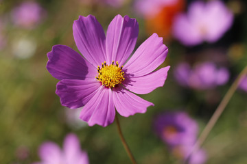 Obraz premium Beautiful Cosmos flower in the garden.